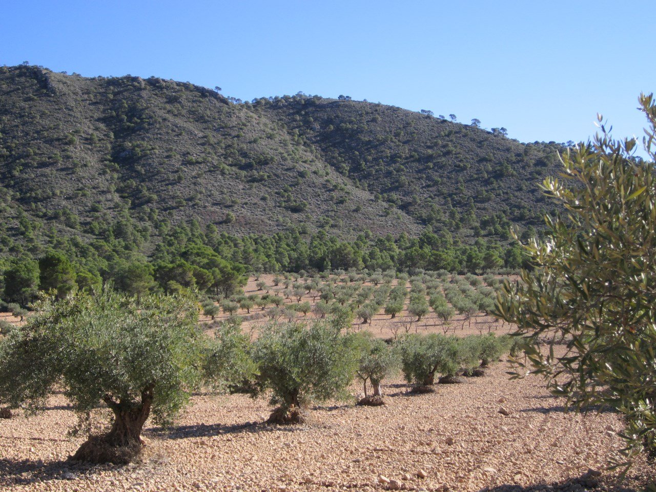 Land in Yecla - Caza De Casa