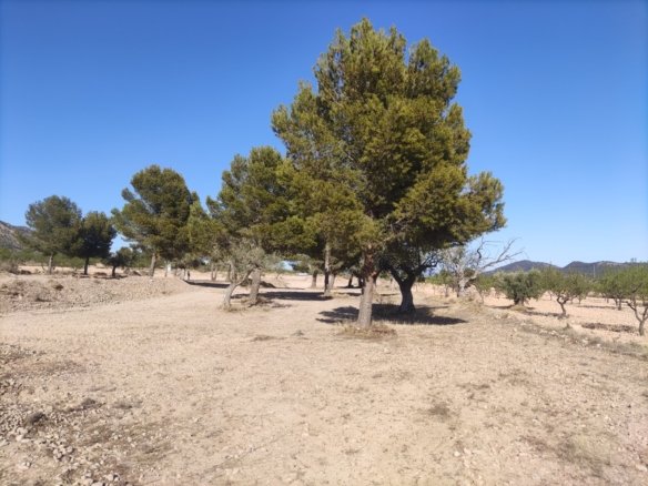 Land in Pinoso - Caza De Casa