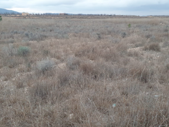 9,908 m² Land in Pinoso - Caza De Casa