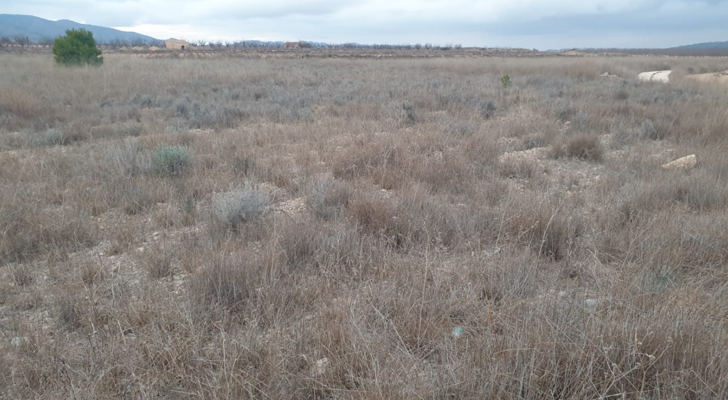 9,908 m² Land in Pinoso - Caza De Casa