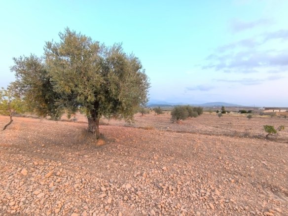 12,234 m² Land in Pinoso - Caza De Casa