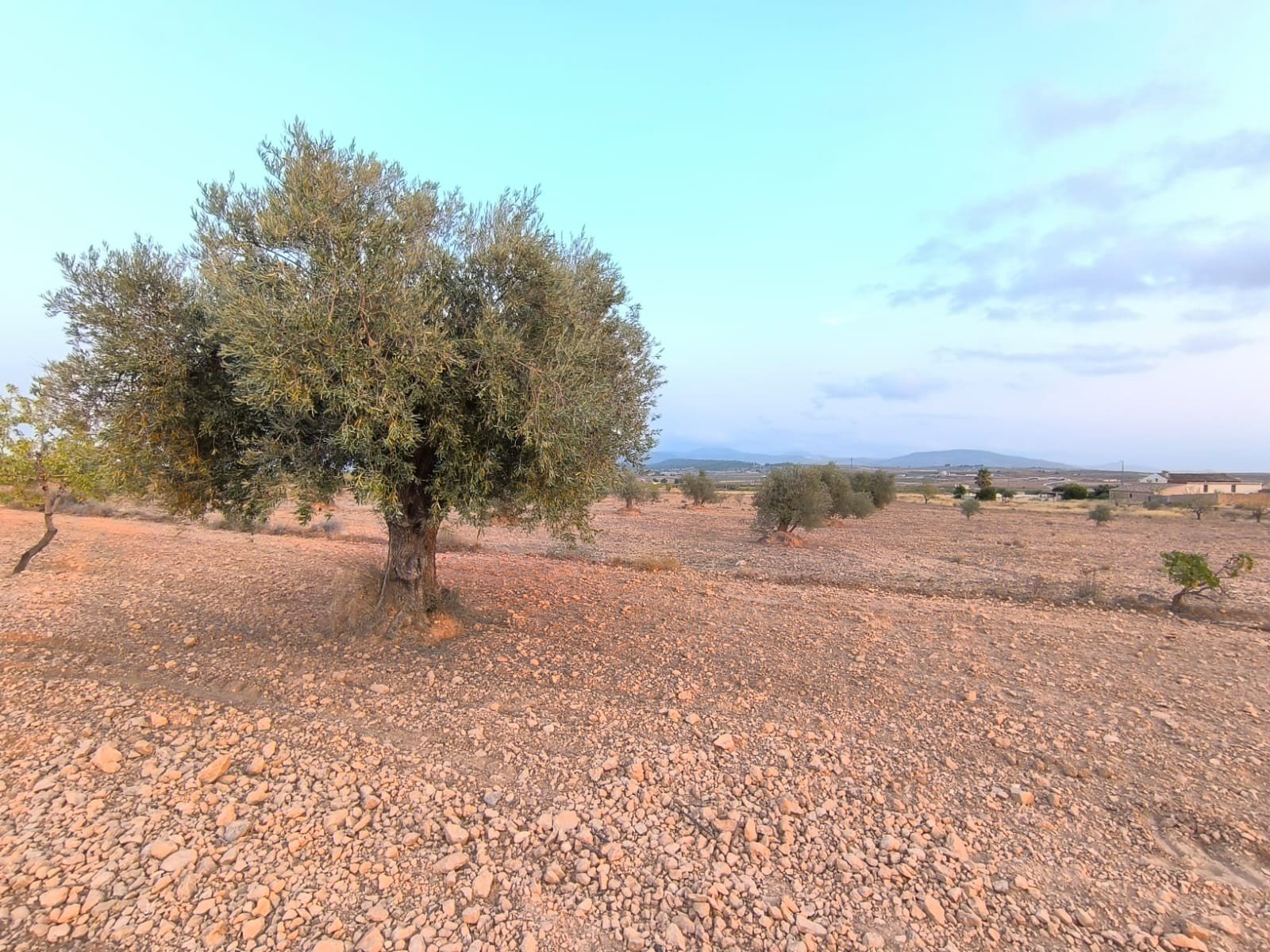 12,234 m² Land in Pinoso - Caza De Casa