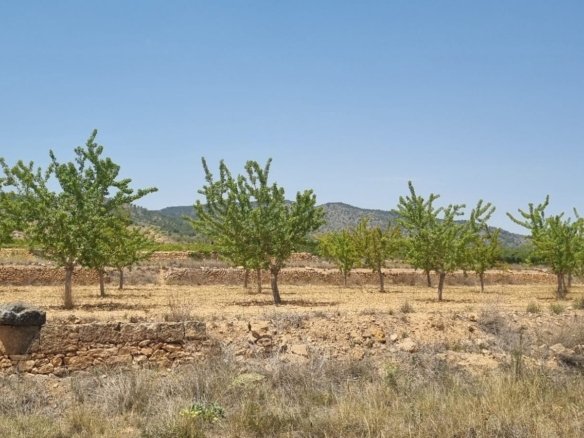 Land in Yecla - Caza De Casa