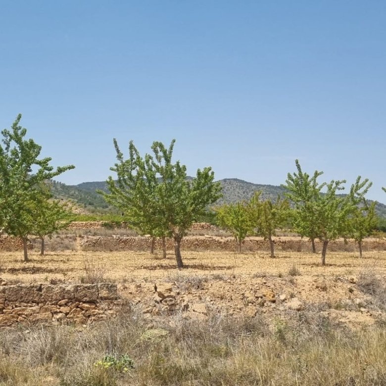 13,860 m² Land in Yecla - Caza De Casa