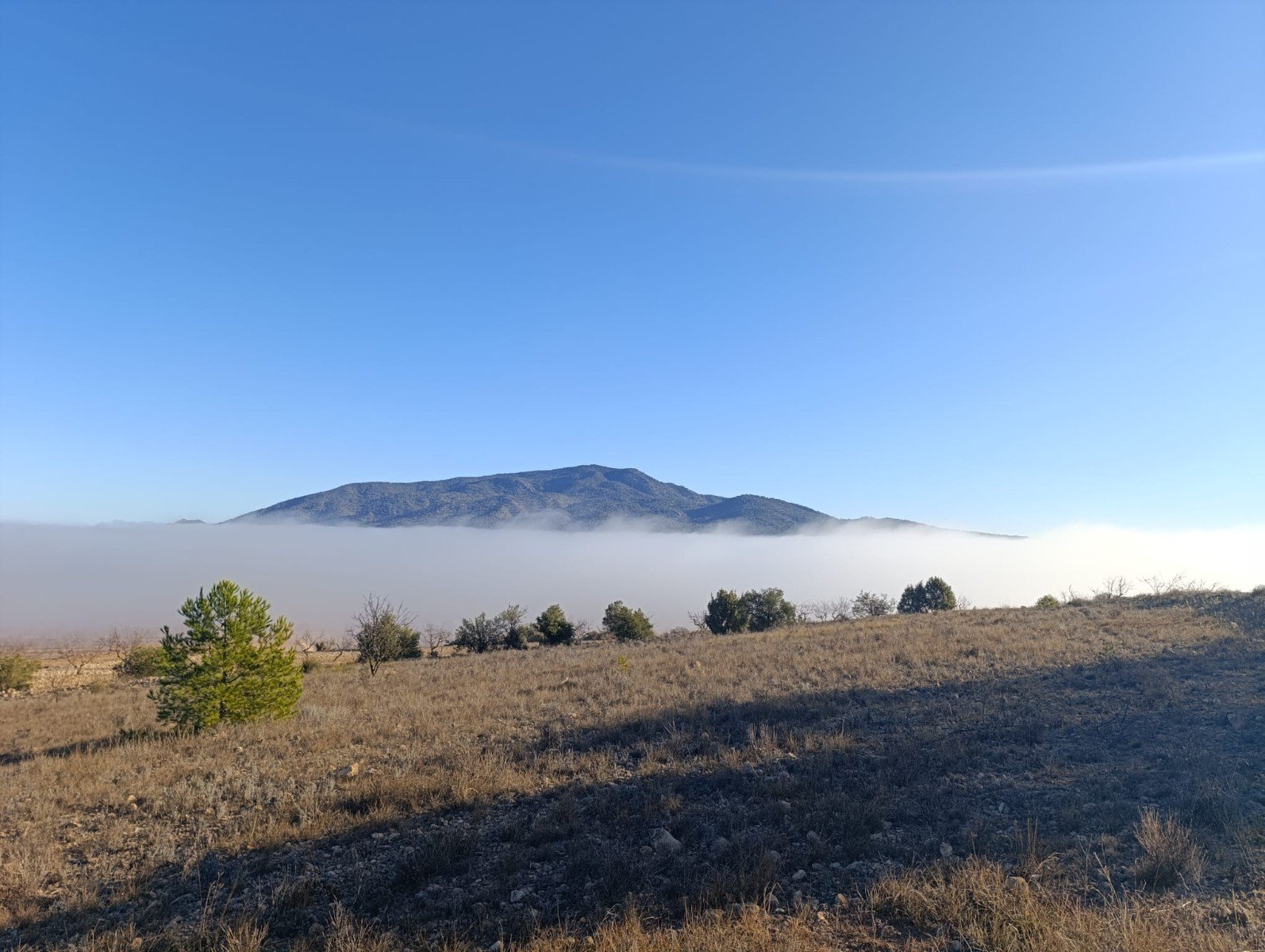 9,197 m² Land in Yecla - Caza De Casa