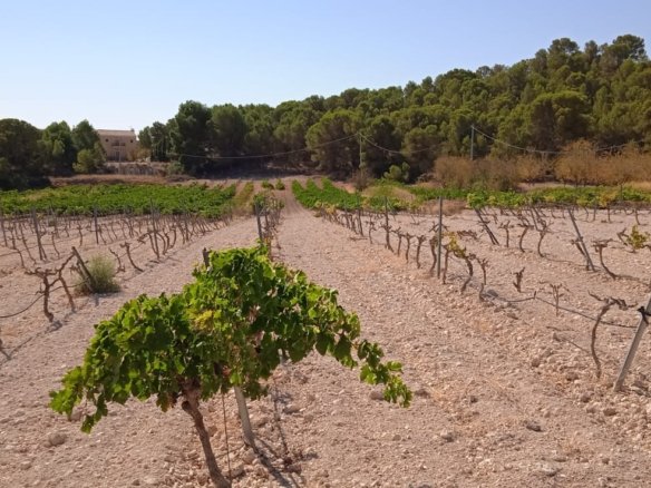 Land in Pinoso - Caza De Casa