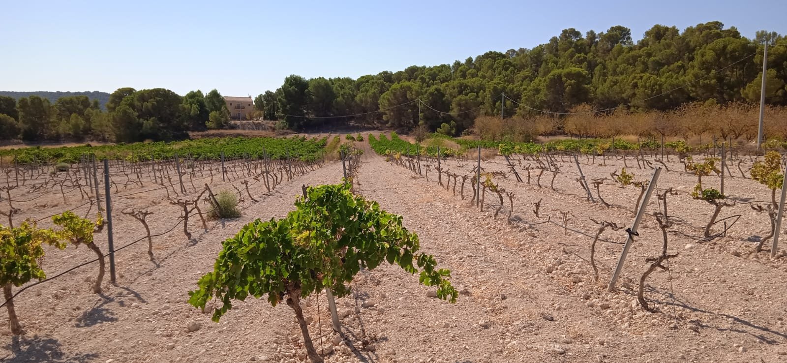 Land in Pinoso - Caza De Casa