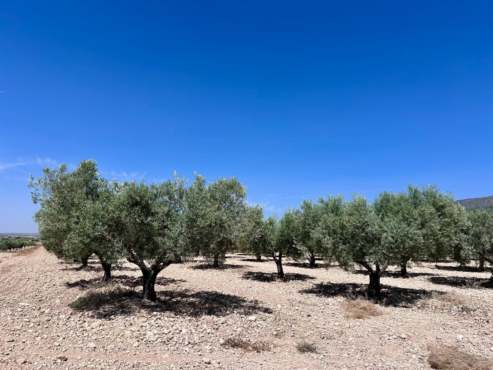 48,000 m² Land in Monóvar/Monóver - Caza De Casa