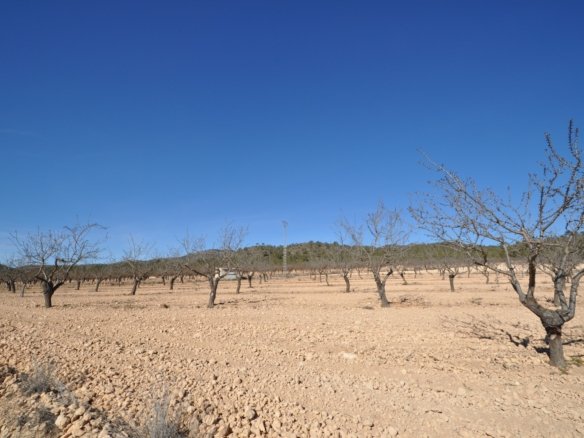 12,836 m² Land in Monóvar/Monóver - Caza De Casa