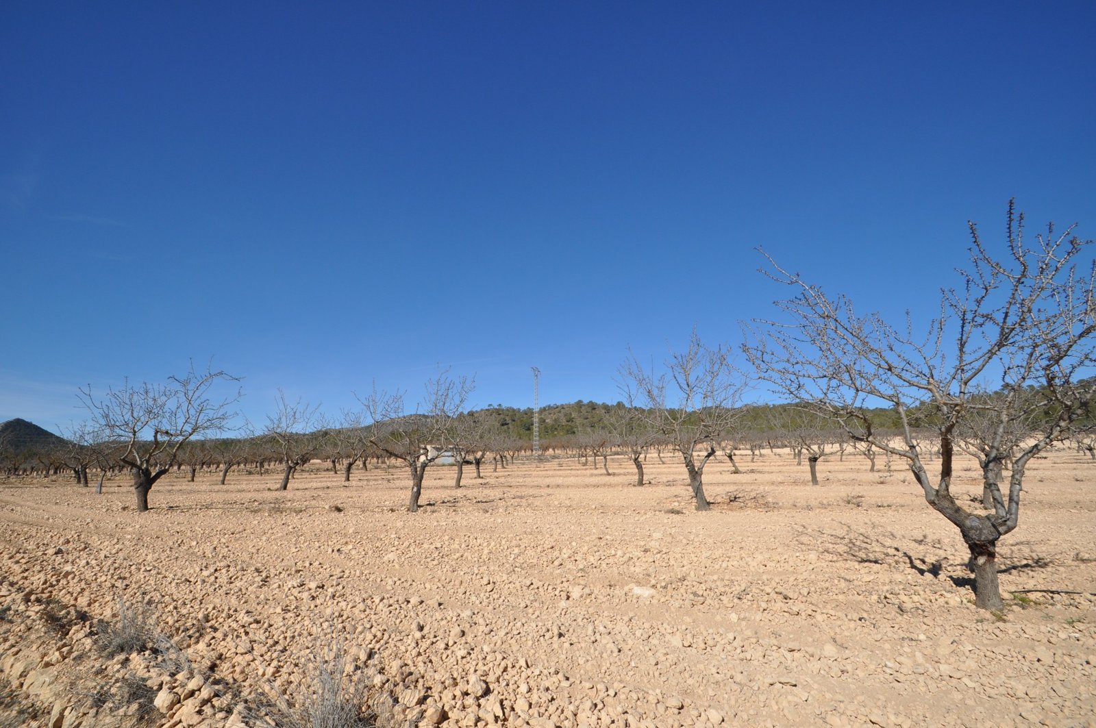 12,836 m² Land in Monóvar/Monóver - Caza De Casa