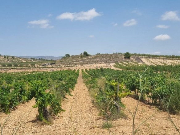 4,211 m² Land in Pinoso - Caza De Casa