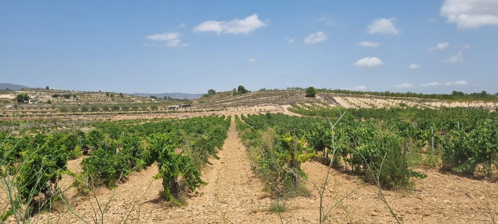 4,211 m² Land in Pinoso - Caza De Casa