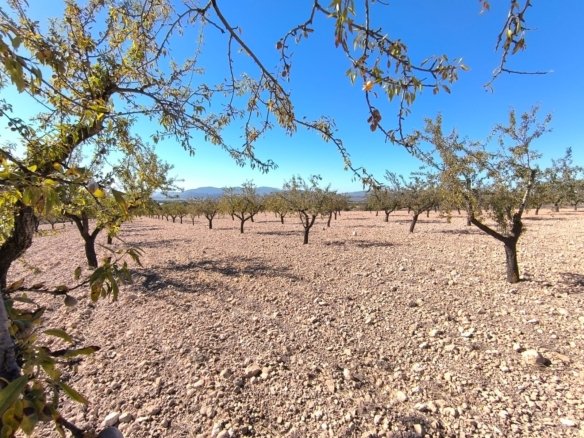 Land in Monóvar/Monóver - Caza De Casa