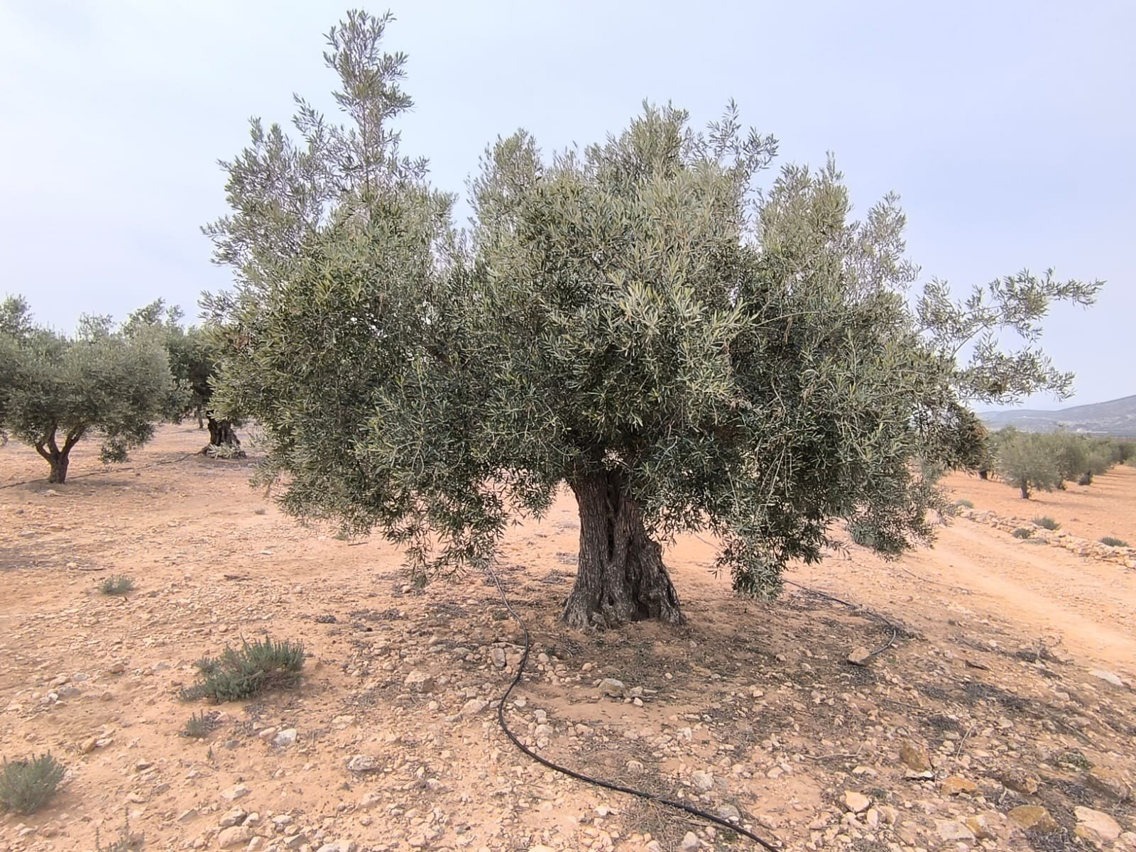 27,000 m² Land in Villena - Caza De Casa