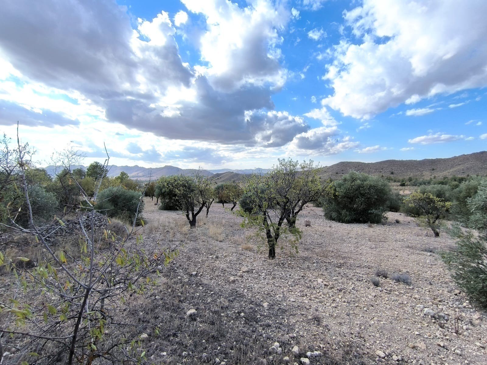 d8168ea0cd237dda Land in Yecla - Caza De Casa