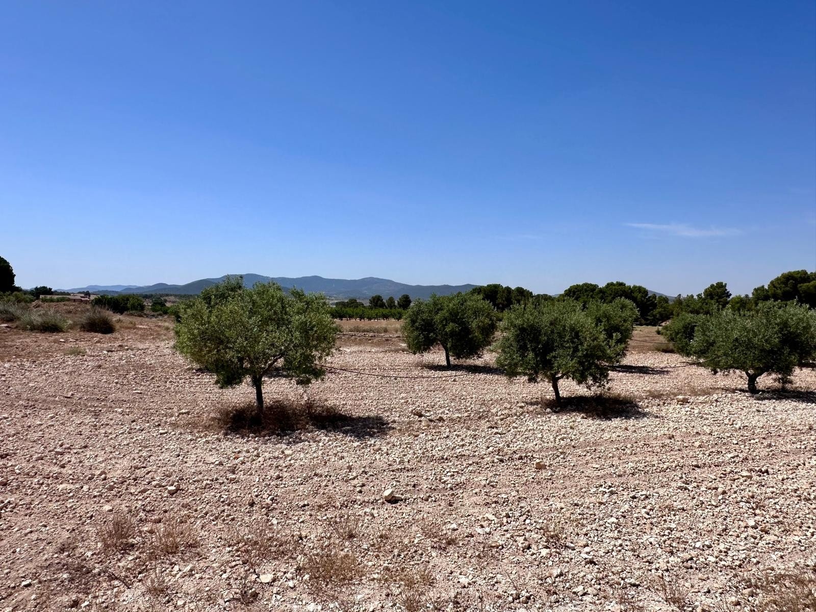 48,000 m² Land in Monóvar/Monóver - Caza De Casa