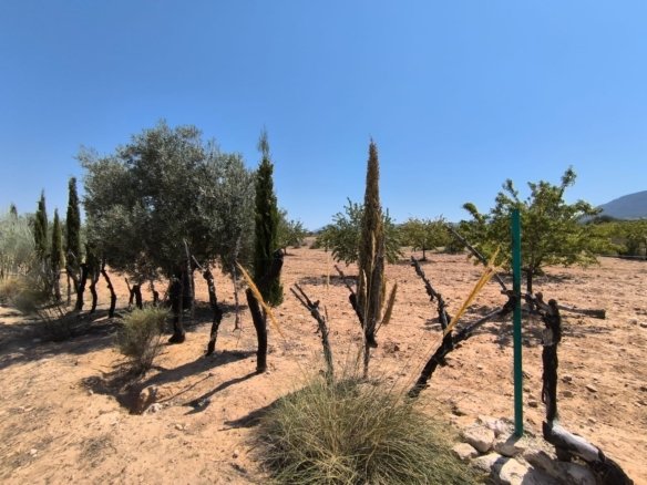 6 Bedroom 2 Bathroom Country House in Villena - Caza De Casa