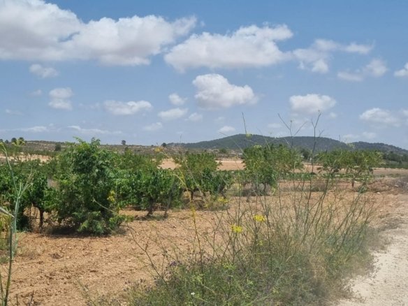 4,211 m² Land in Pinoso - Caza De Casa