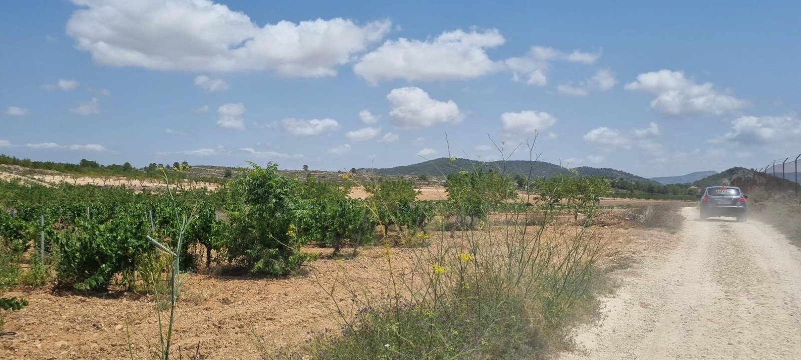 4,211 m² Land in Pinoso - Caza De Casa