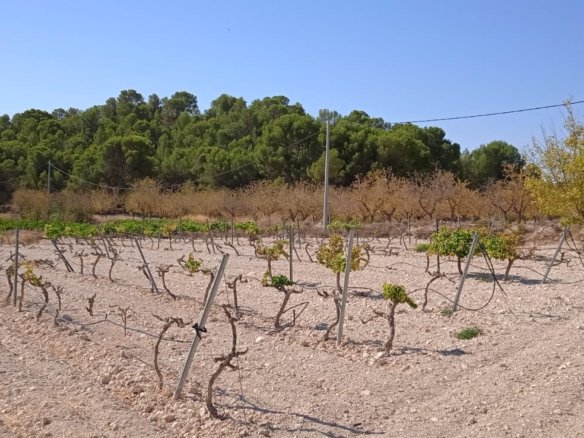 Land in Pinoso - Caza De Casa