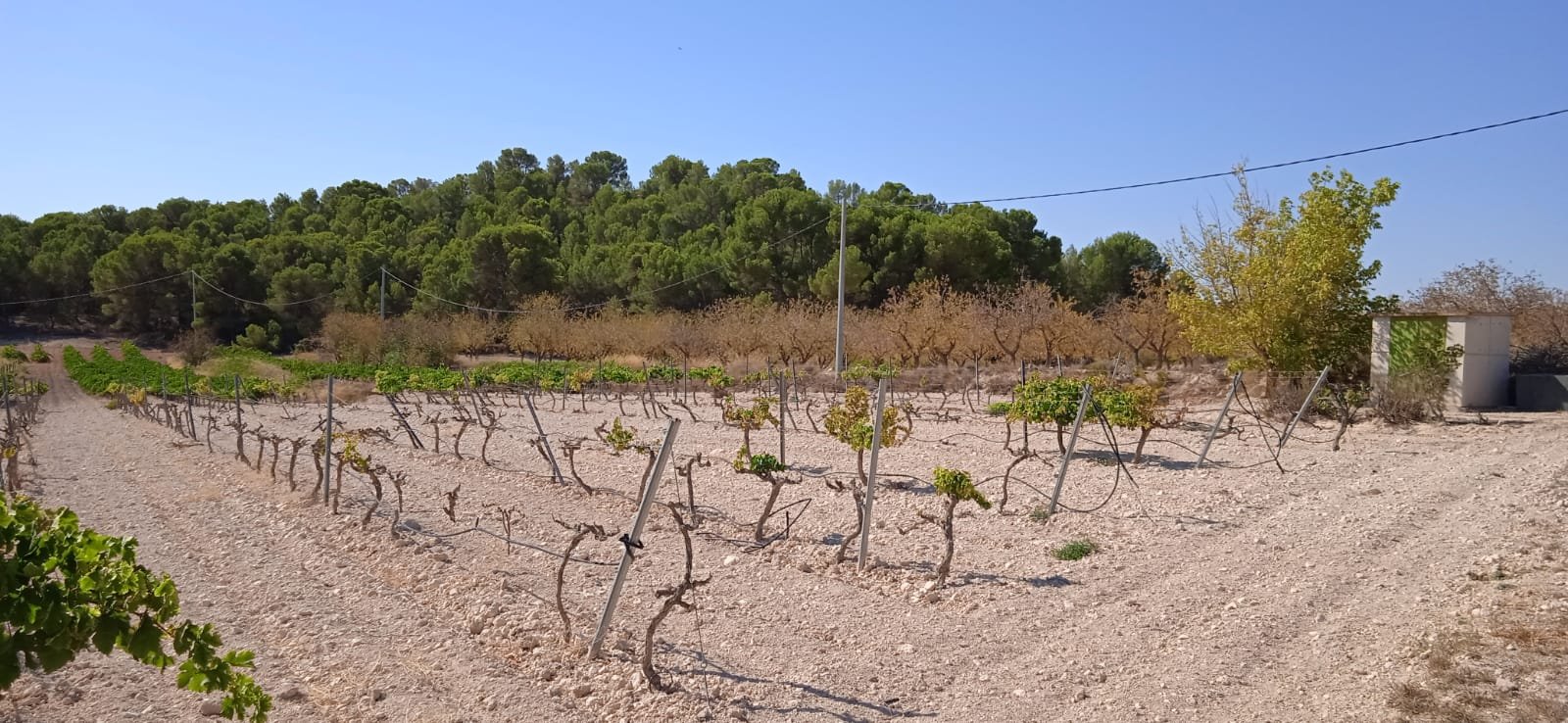 Land in Pinoso - Caza De Casa