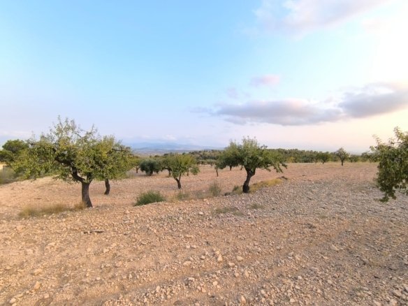 4,797 m² Land in Pinoso - Caza De Casa