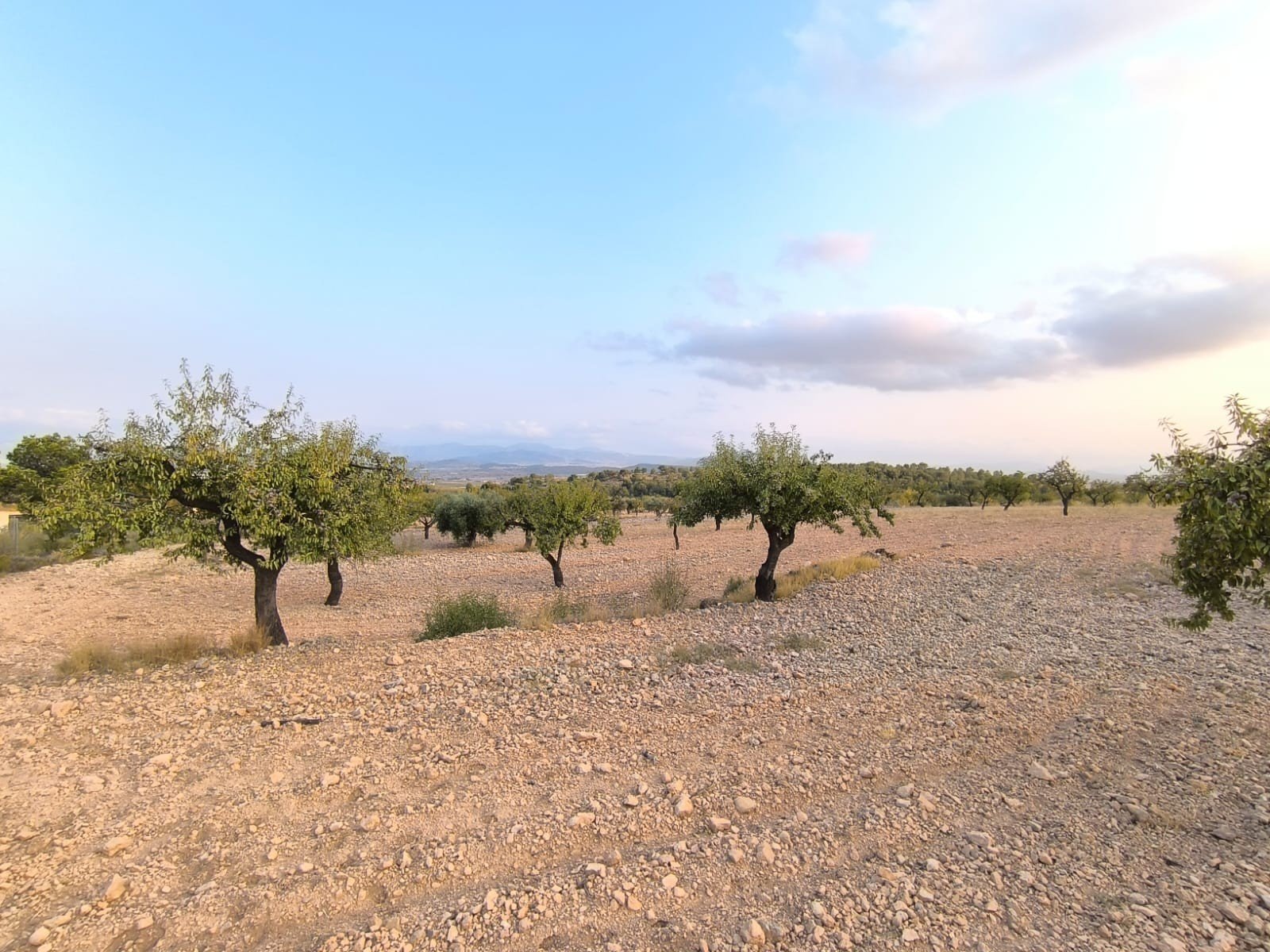 4,797 m² Land in Pinoso - Caza De Casa