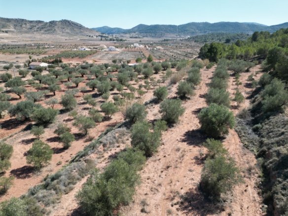 9,391 m² Land in Pinoso - Caza De Casa