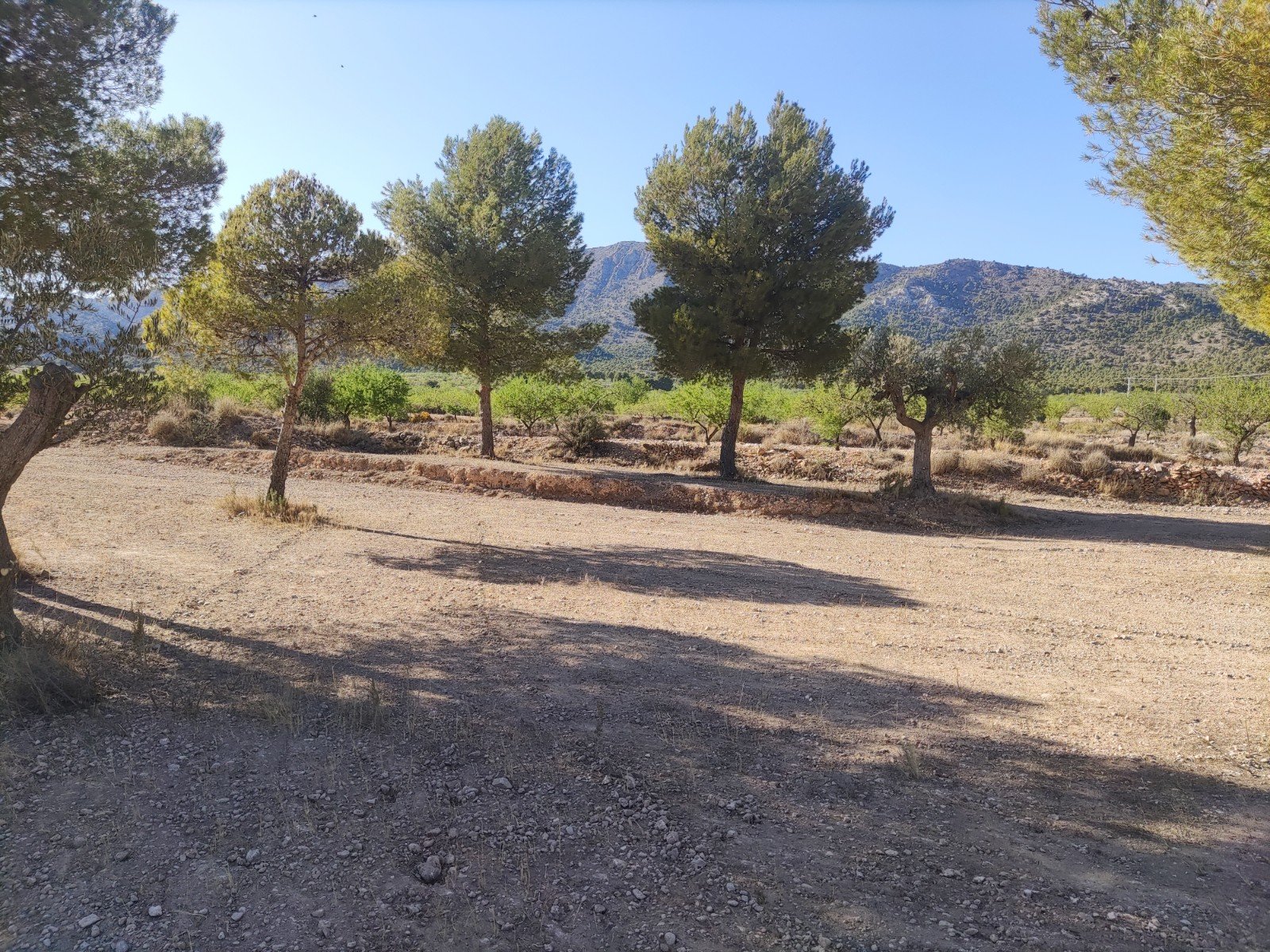 Land in Pinoso - Caza De Casa