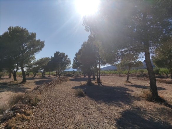 Land in Pinoso - Caza De Casa
