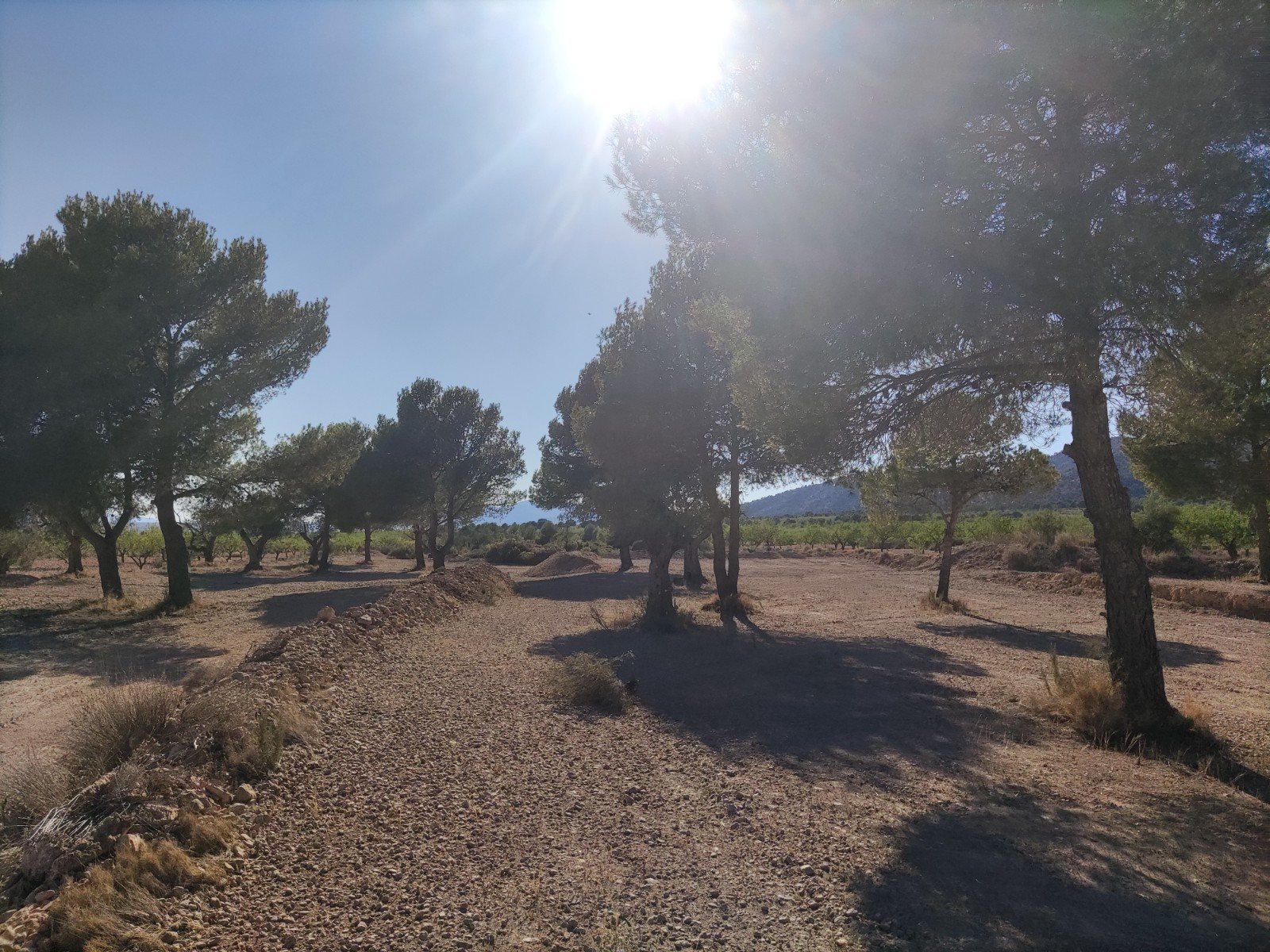 Land in Pinoso - Caza De Casa