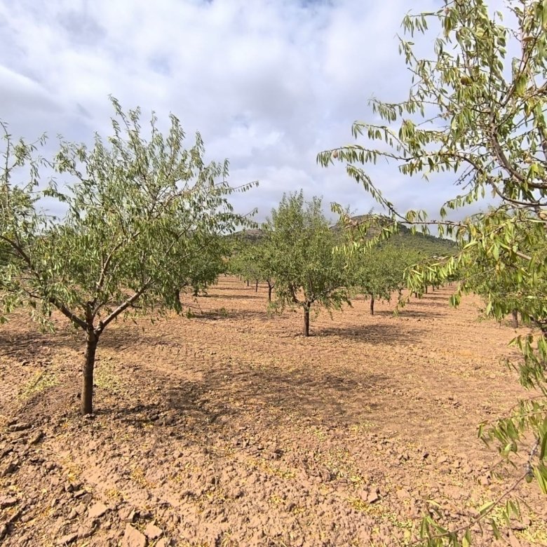 Land in Yecla - Caza De Casa