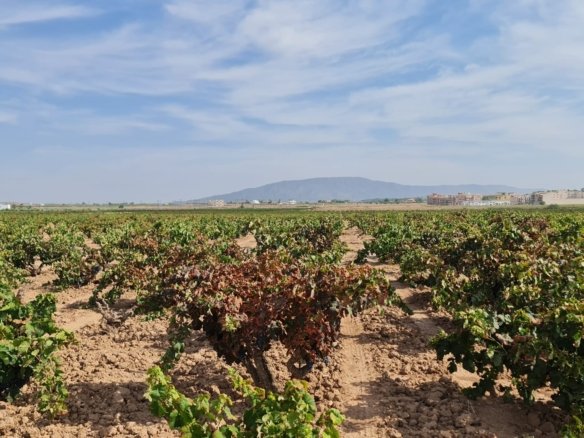 Land in Pinoso - Caza De Casa