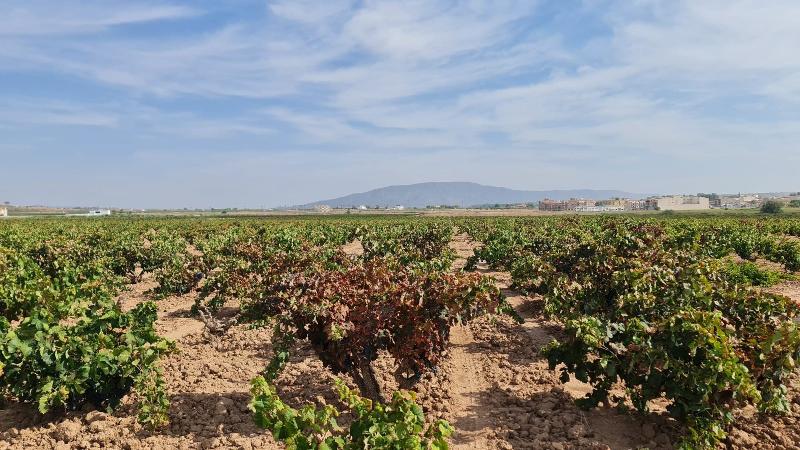 Land in Pinoso - Caza De Casa