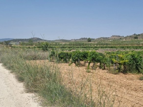 4,211 m² Land in Pinoso - Caza De Casa