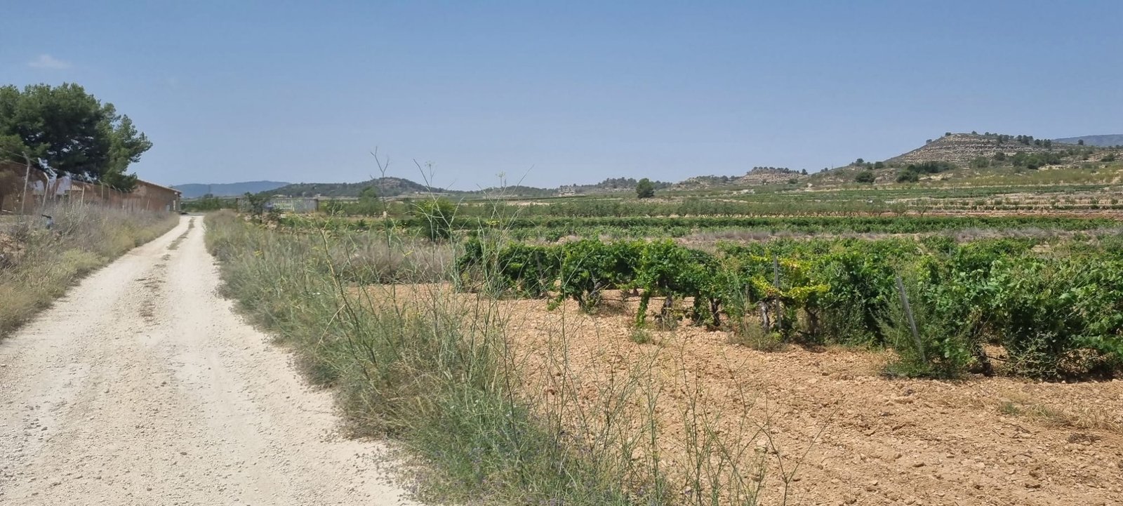 4,211 m² Land in Pinoso - Caza De Casa