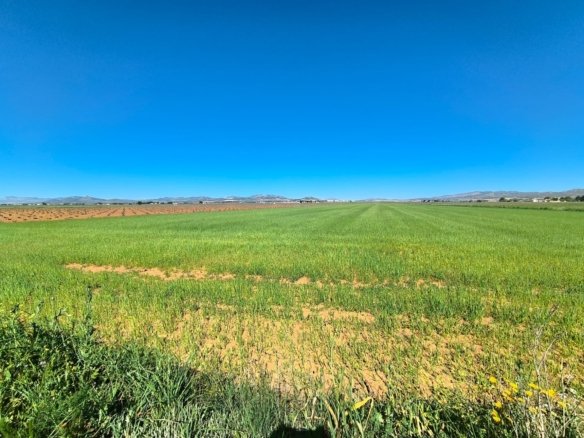 Land in Yecla - Caza De Casa