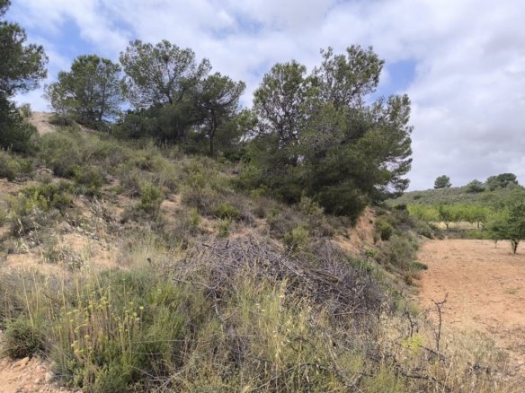 29,575 m² Land in Pinoso - Caza De Casa