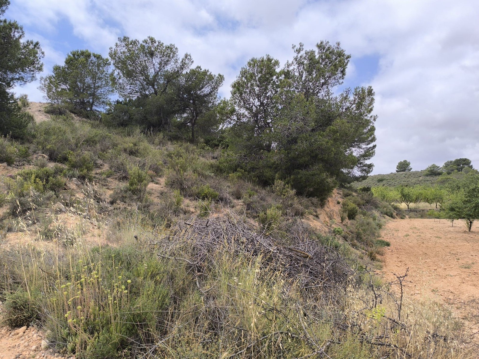 29,575 m² Land in Pinoso - Caza De Casa
