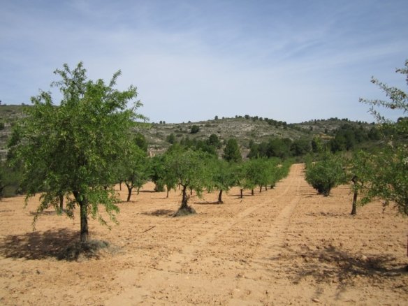 10,401 m² Land in Yecla - Caza De Casa