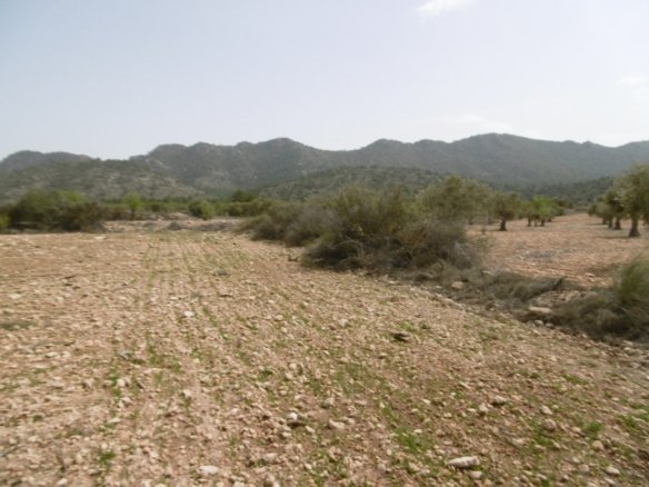 5,232 m² Land in Yecla - Caza De Casa