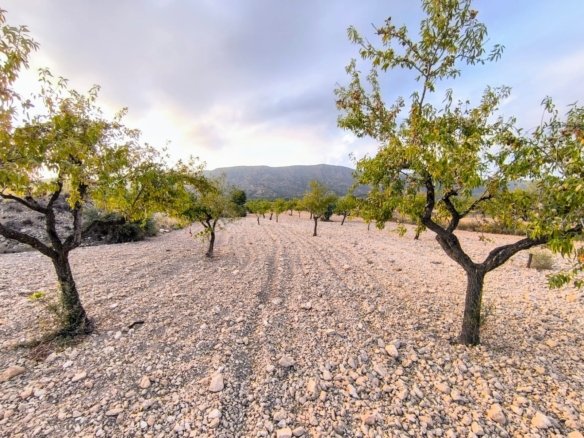9,157 m² Land in Pinoso - Caza De Casa