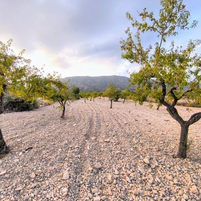 9,157 m² Land in Pinoso - Caza De Casa