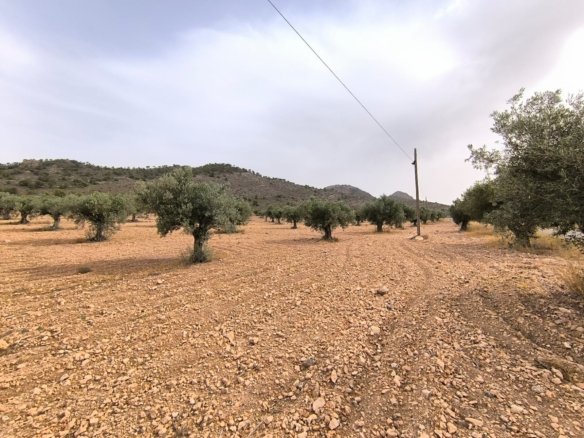 Land in Yecla - Caza De Casa
