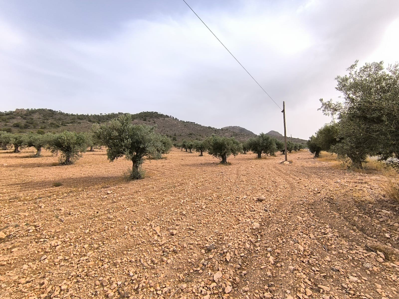 Land in Yecla - Caza De Casa