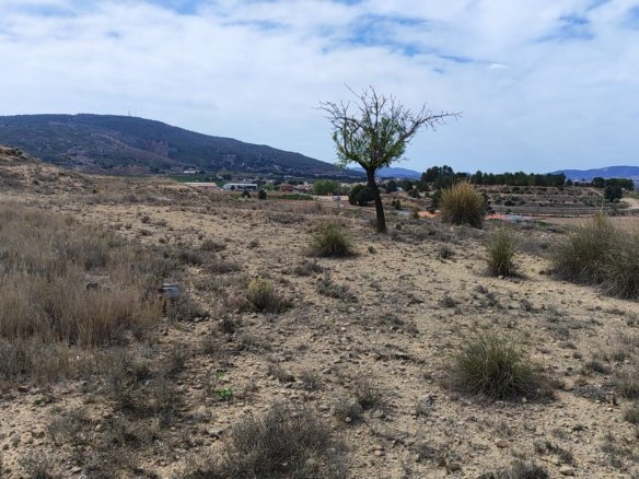 17,300 m² Land in Pinoso - Caza De Casa