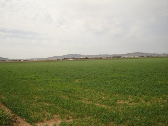 Land in Yecla - Caza De Casa