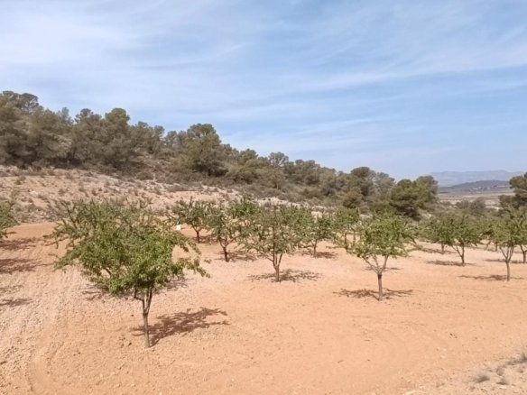 Land in Abanilla - Caza De Casa
