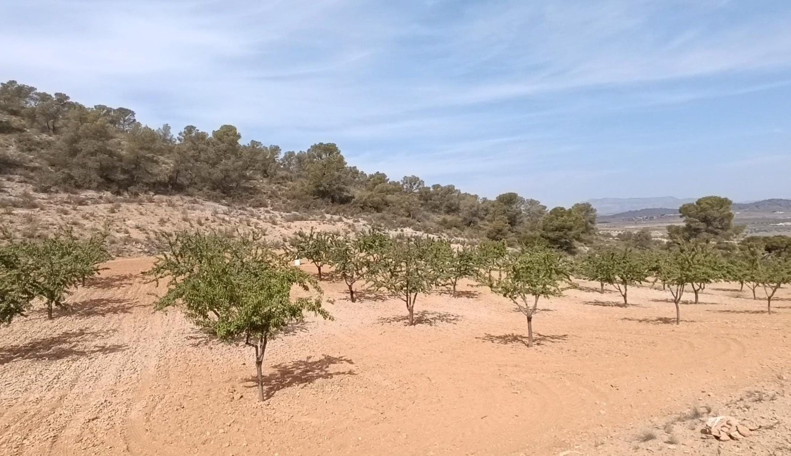 Land in Abanilla - Caza De Casa