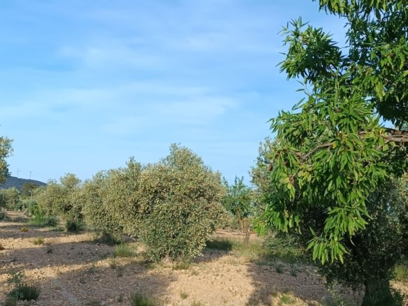 2 Bed 1 Bath Finca in Yecla - Caza De Casa